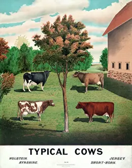 Prints of Typical cows. Date c1904 Related Prints: Typical Cows Print, c1904