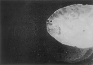 Infra-Red Print of a UFO over the California Desert, 1957