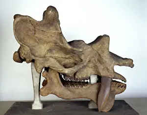 Prints of Skull measures 740 mm left to right. Uintatherium, a horned ungulate from the mid Eocene of western U.S.A, stood about 1.6m at the shoulder Ungulates Prints: Uintatherium Skull Print - 740mm Long
