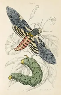 Hawk Moth Species Prints: Unicorn Hawk Moth