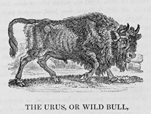 Rare Wildlife Photography Prints: Urus (Bewick)
