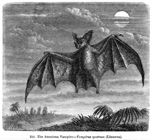Print of American Vampire Bat (Desmodus rotundus) Feeding