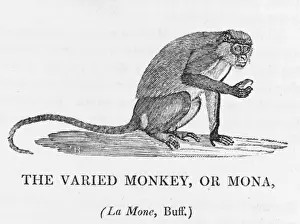 Varied Monkey Print (Bewick)