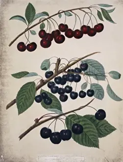 Cherry Varieties Prints: Three varieties of cherries