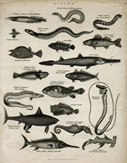 Varieties of fish Varieties of fish