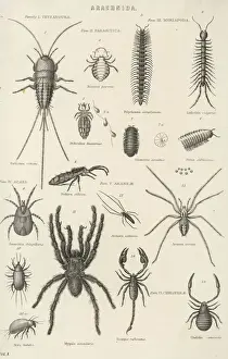 Prints of A variety of insects, including centipede, millipede, woodlouse, scorpion, spiders and ticks Crustacean Prints: Various Arachnids and Insects Print Collection