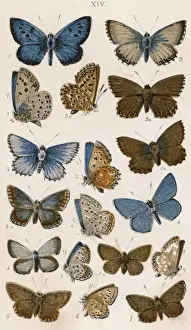 Vintage Butterfly Prints: Various Butterflies