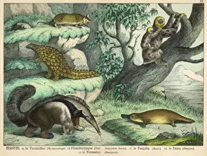 Sloth Prints: Quadruped Print: Giant Anteater, Brown Platypus and More