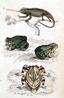 Various Reptiles/Lizars Various Reptiles/Lizars