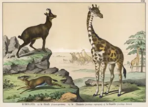 Ruminant Animals Prints: Various ruminants