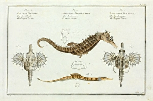 Various seahorse species by Marcus Bloch Various seahorse species by Marcus Bloch