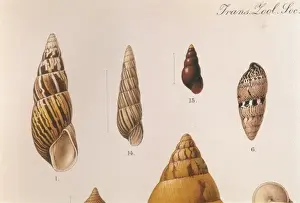 Prints of Various land shells. Date: 1909-10 Snail Prints: Various Shells Print, 1909-10