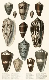 Various Shells Print - Conch and Cone Specimens