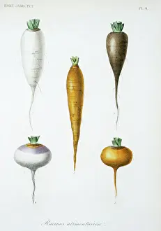 Prints of Plate 4 from Le Regne Vegetal, Vol 12, Hort. Atlas (1870). Held in the Botany Library at the Natural History Museum, London. Entitled Racines alimentaires Botanical Prints: Vegetable Roots Print, Le Regne Vegetal (1870)