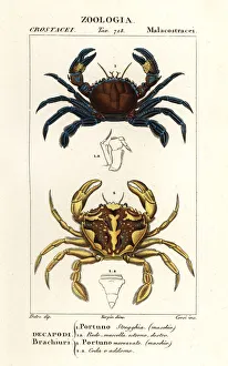 Velvet swimming crab and marbled swimming crab Velvet swimming crab and marbled swimming crab
