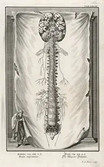 Human Vertebral Column Prints: VERTEBRAE