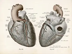 Two Views of the Heart Print: Anatomical Illustration with Latin Labels