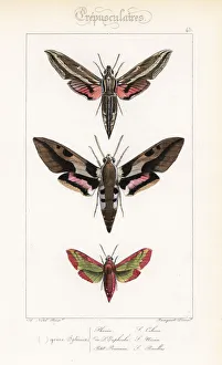 Vine hawkmoth, Mediterranean hawkmoth Vine hawkmoth, Mediterranean hawkmoth