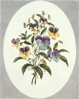 Viola sp Print, Plate 62 from Flowers by John Edwards