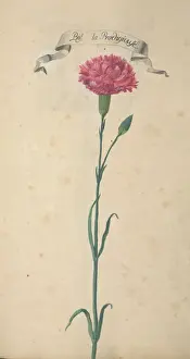 Violet Print from Flora Exotica (1720) in Botanical Illustration
