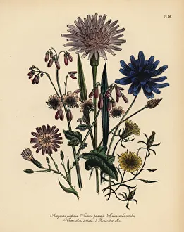 Viper grass, lettuce and catananche species Viper grass, lettuce and catananche species