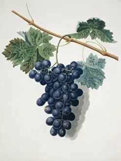 Natural History Museum London Prints: Vitis sp. black grape