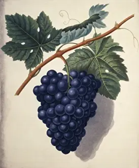 Prints of Illustration of a bunch of grapes from Plate LXI by George Brookshaw. Held in the Botany Library at the Natural History Museum, London George Brookshaw Prints: Black Hamburgh Grape Print, Plate LXI by George Brookshaw