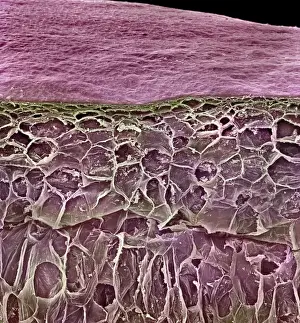 Scanning Electron Microscope Photos Prints: Vitis sp. red grape