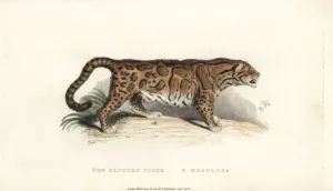 Vulnerable Clouded leopard Print, 1824