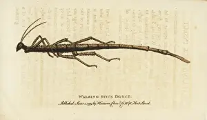 George Edwards Prints: Walking stick insect