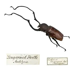 Coleoptera Species Identification Prints: Wallaces Long armed beetle