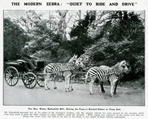 Walter Rothschild driving his team of zebras at Tring Park Walter Rothschild driving his team of zebras at Tring Park