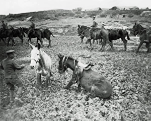 War horses during wet weather, Western Front, WW1 War horses during wet weather, Western Front, WW1