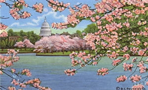 Washington DC, USA - Capitol vista through cherry blossoms Washington DC, USA - Capitol vista through cherry blossoms
