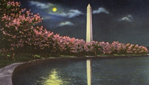 Washington DC, USA - Washington Monument cherry blossom Washington DC, USA - Washington Monument cherry blossom