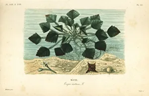 Water caltrop or buffalo nut, Trapa natans Water caltrop or buffalo nut, Trapa natans