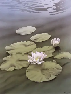 Malcolm Greensmith Artwork Prints: Water Lilies