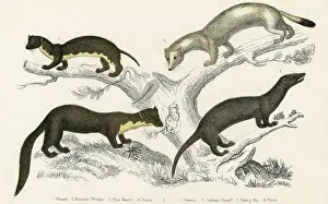 Prints of The weasel and some relatives - top left - weasel top right - ermine in winter lower left - pine marten lower right - vison or mink Date: circa 1830 Mustelidae Prints: Weasel & Relatives Print circa 1830