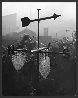 Spider Prints: Weathervane with a spider's web Print