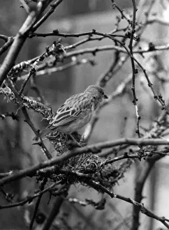 Vintage Bird Pictures Prints: Weaver Bird