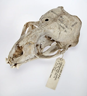 Weddell seal skull, Leptonychotes weddellii Weddell seal skull, Leptonychotes weddellii