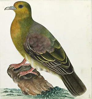 Wedge-tailed green pigeon, Treron sphenurus Wedge-tailed green pigeon, Treron sphenurus