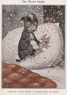 This Weeks Studdy - (Pillow) This Weeks Studdy - (Pillow)