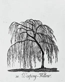 Prints of Plate 30 from The Shape, Skeleton and Foliage of Thirty Two Species of Trees, 1786 by A. Cozens. The series was originally issued in 1771 Botanical Prints: Weeping Willow Print from 1786 Tree Series
