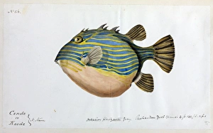 Weird looking Fat Striped Fish illustration Weird looking Fat Striped Fish illustration