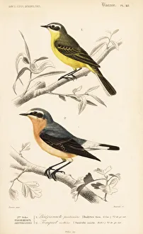 Western yellow wagtail, Motacilla flava Western yellow wagtail, Motacilla flava