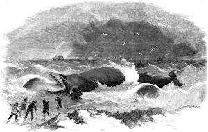 Whale Stranded at Winterton, Norfolk, 1857 Whale Stranded at Winterton, Norfolk, 1857
