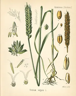 Wheat or bread wheat, Triticum vulgare Wheat or bread wheat, Triticum vulgare