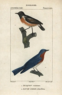 Wheatear, Oenanthe oenanthe, and eastern bluebird Wheatear, Oenanthe oenanthe, and eastern bluebird