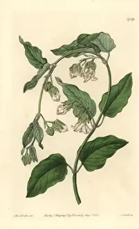 Botanical Illustration History Prints: White bladderbloom or bladder flower, Araujia sericifera